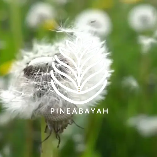 Numérologie – lecture vibratoire et symbolique chez Pineabayah