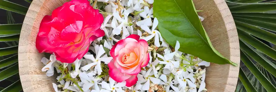 Fleurs fraîches et feuilles vertes utilisées dans l’univers des produits énergétiques Pineabayah
