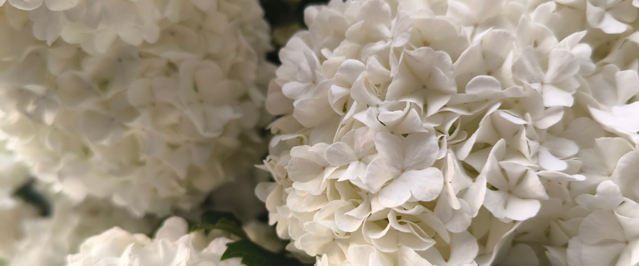 Apometria – approche énergétique multidimensionnelle Pineabayah Fleurs blanches en forme de pompon – symbole de multidimensionnalité et approche énergétique Apometria